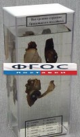 Влажный препарат "Внутреннее строение брюхоногого моллюска" - fgospostavki.ru - Семёнов