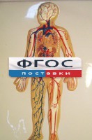 Модель барельефная "Кровеносная система человека" - fgospostavki.ru - Семёнов