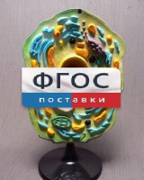 Модель "Клетка растения" - fgospostavki.ru - Семёнов