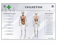 Электрифицированный стенд-тренажер "Скелетон" - fgospostavki.ru - Семёнов