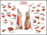 Таблица "Правила разделки мясных туш. Говядина и телятина" (100х140 сантиметров, винил) - fgospostavki.ru - Семёнов