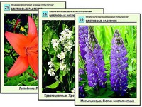 Гербарий фотографический "Основные группы растений" - fgospostavki.ru - Семёнов