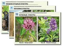 Гербарий фотографический "Сельскохозяйственные растения России" - fgospostavki.ru - Семёнов