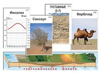 Модель-аппликация "Природные зоны" - fgospostavki.ru - Семёнов