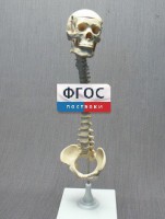 Модель "Позвоночник с черепом и тазом" - fgospostavki.ru - Семёнов