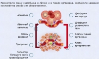 Интерактивные курсы. Биология 9 класс. Расширенный. - fgospostavki.ru - Семёнов