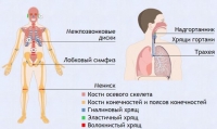 Интерактивные курсы. Биология 9 класс. Базовый. - fgospostavki.ru - Семёнов