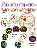 Модель-аппликация Биосинтез белка - fgospostavki.ru - Семёнов