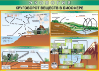 Таблица "Круговорот веществ в биосфере" (100х140 сантиметров, винил) - fgospostavki.ru - Семёнов