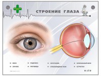 Интерактивный стенд "Строение глаза" - fgospostavki.ru - Семёнов