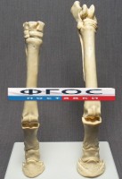 Скелет конечности лошади (передняя и задняя) на подставке - fgospostavki.ru - Семёнов