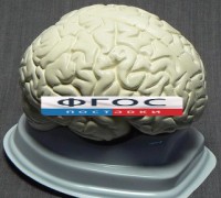 Модель "Мозг в разрезе" (белый) - fgospostavki.ru - Семёнов