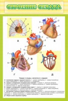 Стенд "Строение сердца" - fgospostavki.ru - Семёнов