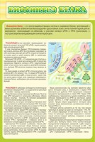 Стенд "Биосинтез белка" - fgospostavki.ru - Семёнов