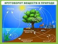 Стенд "Круговорот веществ" - fgospostavki.ru - Семёнов