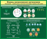 Стенд "Формы размножения организмов" - fgospostavki.ru - Семёнов