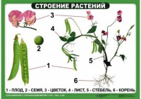 Комплект таблиц "Ознакомление с окружающим миром 1-4 класс" - fgospostavki.ru - Семёнов