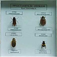 Коллекция энтомологическая "Представители отряда насекомых" - fgospostavki.ru - Семёнов
