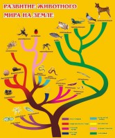 Стенд "Развитие животного мира на земле" - fgospostavki.ru - Семёнов