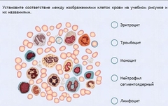 Интерактивные курсы. Биология 11 класс. Расширенный. - fgospostavki.ru - Семёнов