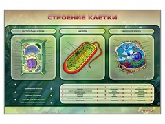 Электрифицированный стенд "Строение клетки" с маркерными полями - fgospostavki.ru - Семёнов