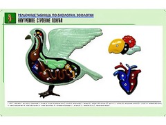 Рельефная таблица "Внутреннее строение голубя" (формат А1, матовое ламинирование) - fgospostavki.ru - Семёнов