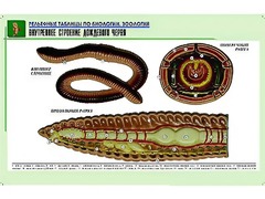 Рельефная таблица "Внутреннее строение дождевого червя" (формат А1, матовое ламинирование) - fgospostavki.ru - Семёнов