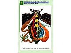 Рельефная таблица "Внутреннее строение жука" (формат А1, матовое ламинирование) - fgospostavki.ru - Семёнов