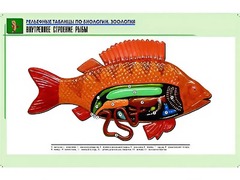 Рельефная таблица "Внутреннее строение рыбы" (формат А1, матовое ламинирование) - fgospostavki.ru - Семёнов