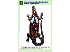 Рельефная таблица "Внутреннее строение ящерицы" (формат А1, матовое ламинирование) - fgospostavki.ru - Семёнов