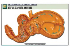 Рельефная таблица "Желудок жвачного животного" (формат А1, матовое ламинирование) - fgospostavki.ru - Семёнов