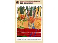 Рельефная таблица "Ворсинка кишечная с сосудом" (формат А1, матовое ламинирование) - fgospostavki.ru - Семёнов