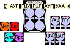 Модель-аппликация "Биосинтез белка" (ламинированная) - fgospostavki.ru - Семёнов