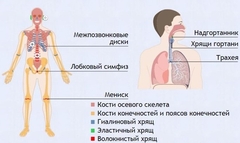 Интерактивные курсы. Биология 9 класс. Базовый. - fgospostavki.ru - Семёнов