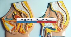 Модель барельефная "Таз мужской и таз женский" - fgospostavki.ru - Семёнов
