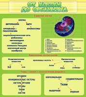 Стенд "От клетки до организма" - fgospostavki.ru - Семёнов