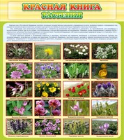 Стенд "Красная книга - растения" - fgospostavki.ru - Семёнов