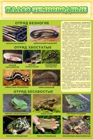 Стенд "Класс земноводные" - fgospostavki.ru - Семёнов