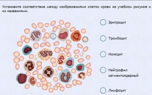 Интерактивные курсы. Биология 11 класс. Расширенный. - fgospostavki.ru - Семёнов