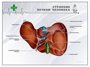 Стенд "Строение печени человека" - fgospostavki.ru - Семёнов