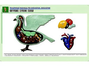 Рельефная таблица "Внутреннее строение голубя" (формат А1, матовое ламинирование) - fgospostavki.ru - Семёнов