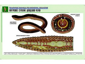 Рельефная таблица "Внутреннее строение дождевого червя" (формат А1, матовое ламинирование) - fgospostavki.ru - Семёнов