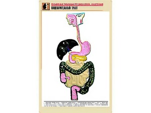 Рельефная таблица "Пищеварительный тракт" (формат А1, матовое ламинирование) - fgospostavki.ru - Семёнов