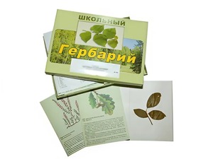 Гербарий "Дикорастущие растения" (30 видов, с иллюстрациями) - fgospostavki.ru - Семёнов