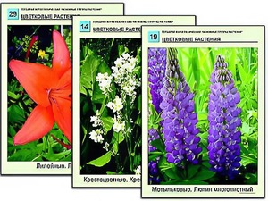Гербарий фотографический "Основные группы растений" - fgospostavki.ru - Семёнов