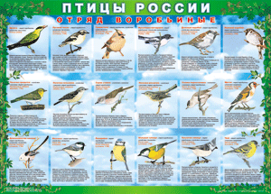 Комплект таблиц "Птицы России (4 листа)" (100х140 сантиметров, винил) - fgospostavki.ru - Семёнов