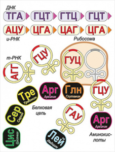 Модель-аппликация Биосинтез белка - fgospostavki.ru - Семёнов