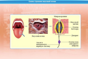 Интерактивные курсы. Биология 10 класс. Базовый. - fgospostavki.ru - Семёнов