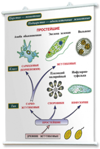 Плакаты по биологии для оформления кабинета. - fgospostavki.ru - Семёнов
