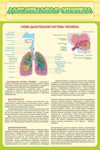 Стенд "Дыхательная система" - fgospostavki.ru - Семёнов